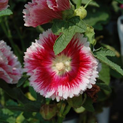 Alcea rosea Fiesta Time