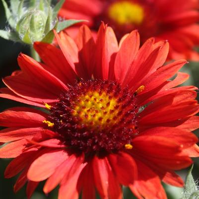 Gaillardia x grandiflora Arizona Red Shades