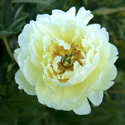 Paeonia Bartzella