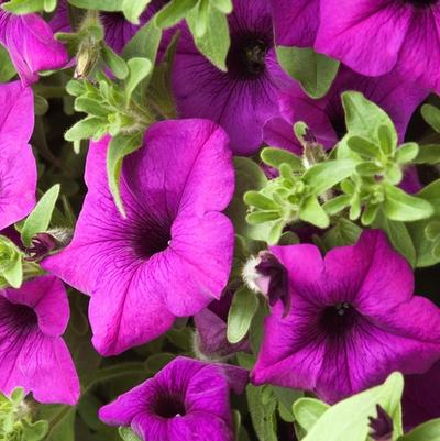Petunia Giant Blue