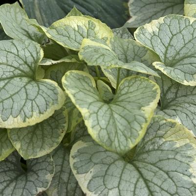 Brunnera macrophylla King's Ransom