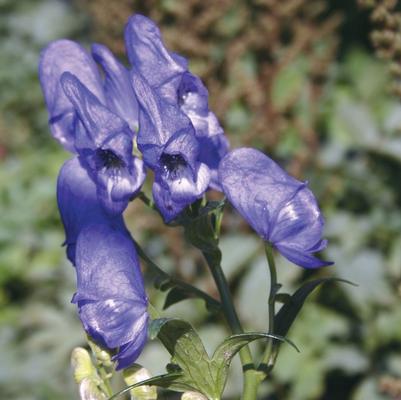 Aconitum Fischeri 