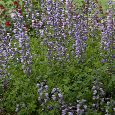 Aconitum napellus 