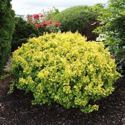 Berberis thunbergii Tiny Gold