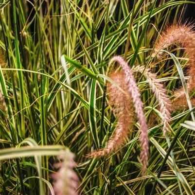 Pennisetum setaceum Graceful Grasses ® Sky Rocket