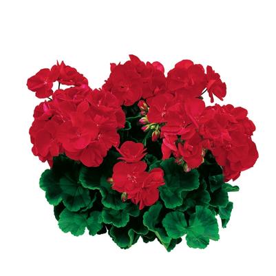 Pelargonium x hortorum Bright Red