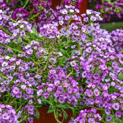 Lobularia maritima Clear Crystal Lavender Shades