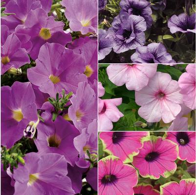 Petunia Multiple Varieties