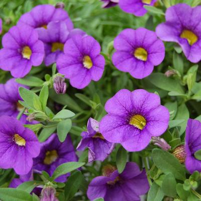 Calibrachoa Compact Blue
