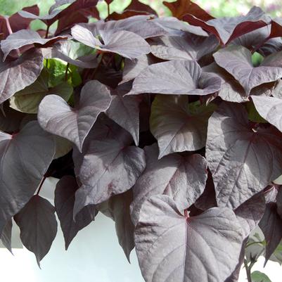 Ipomoea batatas Desana® Bronze