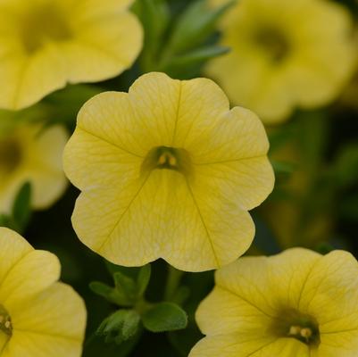 Calibrachoa Compact Safran