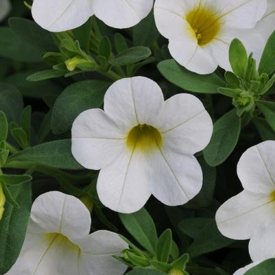Calibrachoa Compact White