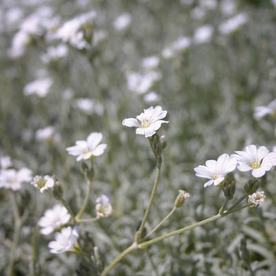 Cerastium tomentosum Yo Yo