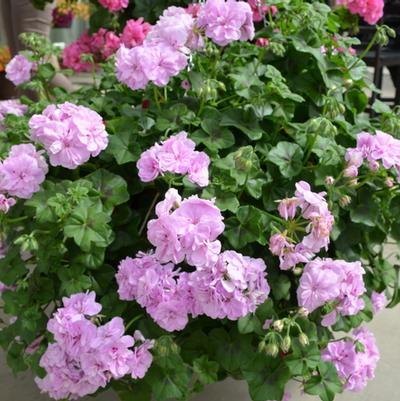 Pelargonium Precision™ Lavender