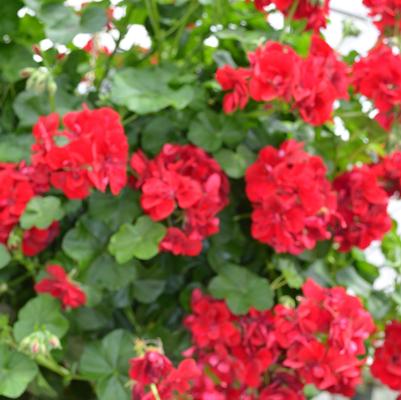 Pelargonium Precision™ Ruby