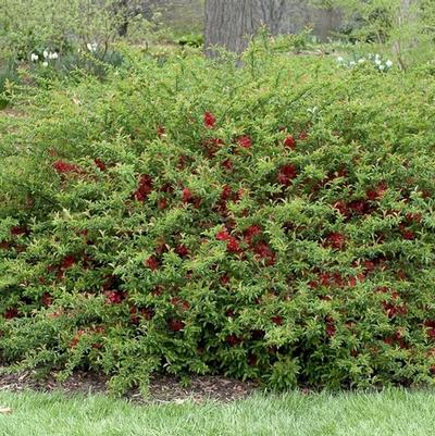 Chaenomeles japonica Texas Scarlet