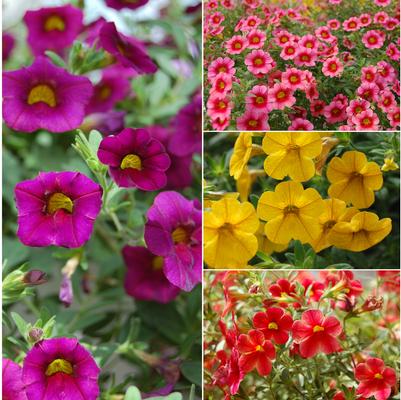 Calibrachoa Multiple Varieties