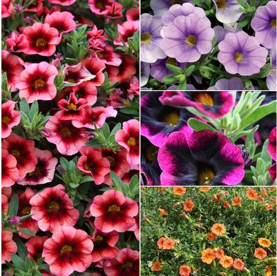 Calibrachoa hybrid Superbells® Series