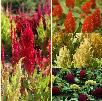 Celosia argentea Multiple Varieties