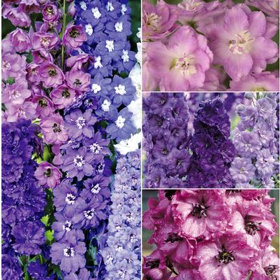 Delphinium 