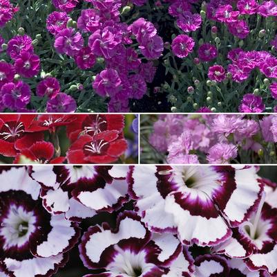 Dianthus Multiple Varieties