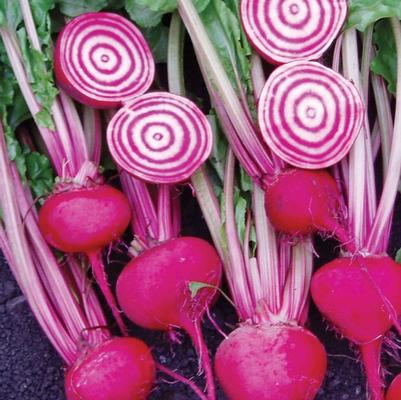 Beta Chioggia Guardsmark