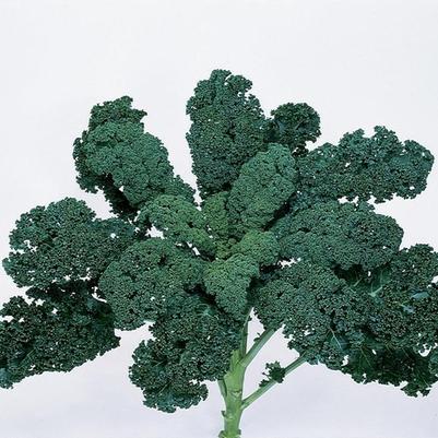 Brassica oleracea var. acephala Blue Ridge
