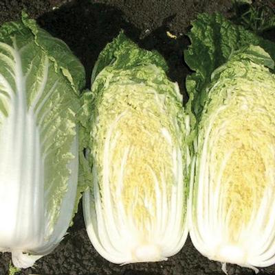 Brassica China Gold F1