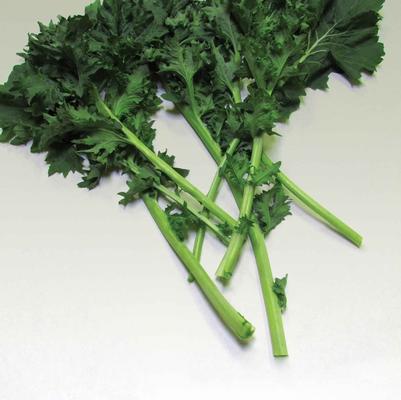 Brassica Improved Dwarf Siberian