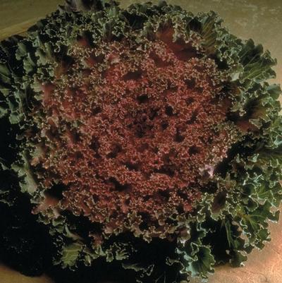 Brassica Nagoya Garnish Red F1