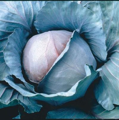 Brassica Red Jewel F1