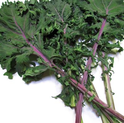 Brassica oleracea Acephala group Red Russian