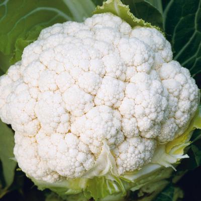 Brassica White Magic F1