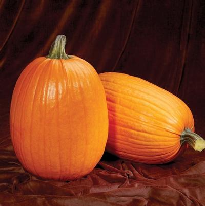 Cucurbita Captain Jack F1