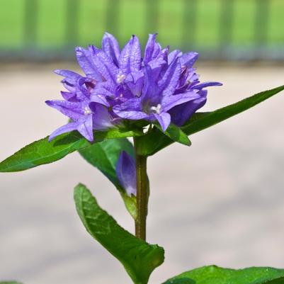 Campanula glomerata Freya