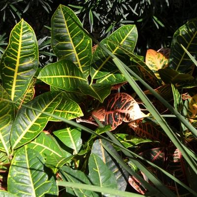 Codiaeum variegatum Petra