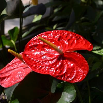 Anthurium andraeanum Dakota