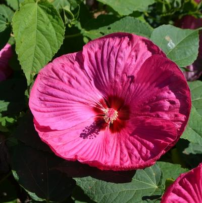 Hibiscus moscheutos Luna Rose
