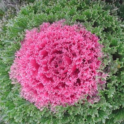 Brassica oleracea Glamour Red