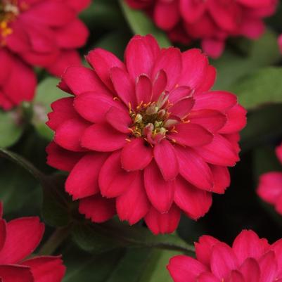 Zinnia marylandica Cherry