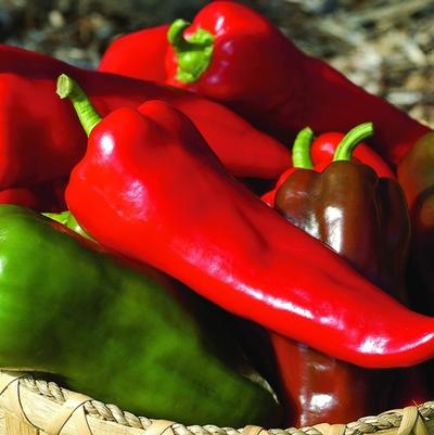 Capsicum annuum Carmen F1