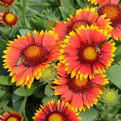 Gaillardia aristata Arizona Sun