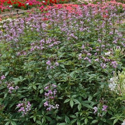 Cleome hassleriana Senorita Rosalita