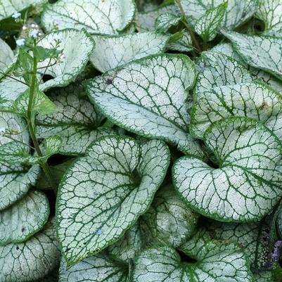 Brunnera macrophylla Jack Frost