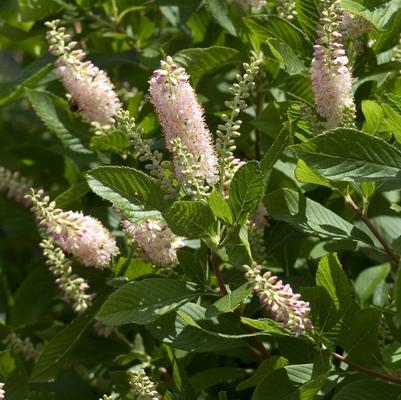 Clethra alnifolia Pink Spire