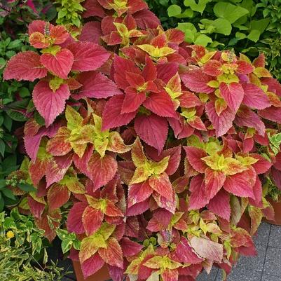 Coleus Alabama Sunset