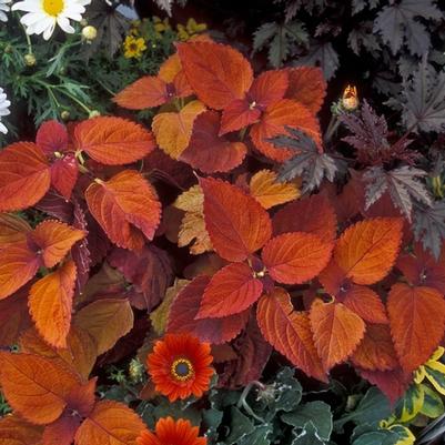 Coleus Sedonna