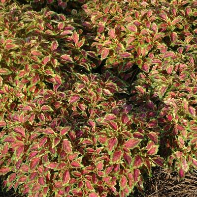 Solenostemon scutelleriodes Aurora™ Black Cherry
