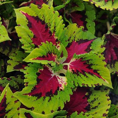 Solenostemon scutellarioides Rose