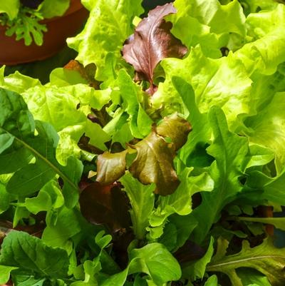 Lactuca sativa City Garden Lettuce Mix